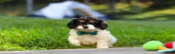 Cavapoo dogs for sale: Rubble - Ad 2