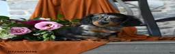 Miniature Dachshund dogs for sale: Malichi - Ad 2