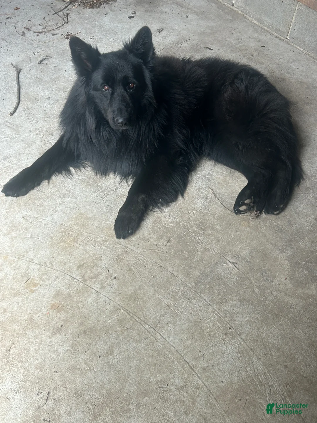 German Shepherd dogs for stud: German shepherd stud ( long haired )  - Ad 2