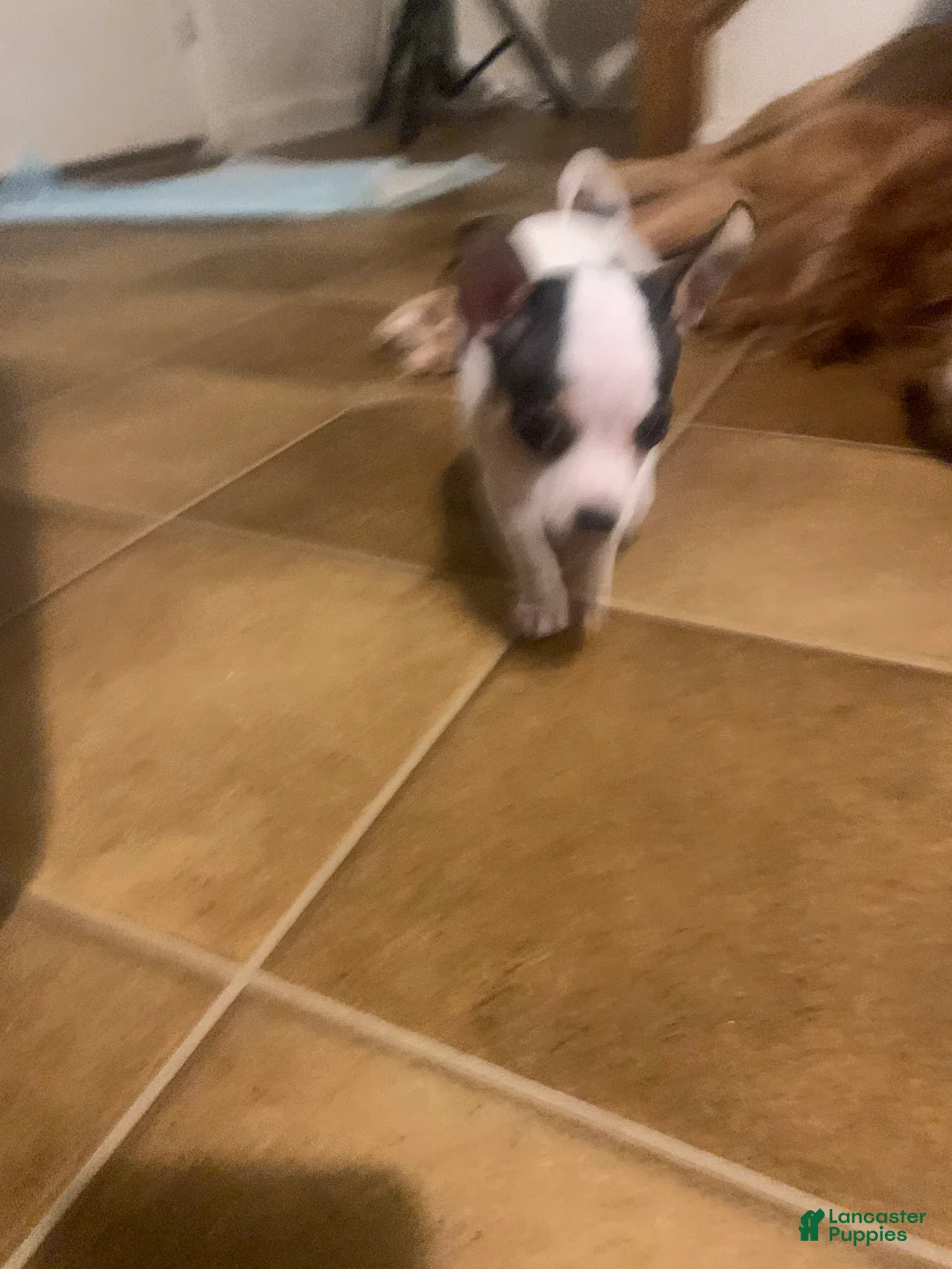 Chihuahua dogs for sale: Pinto - Ad 1