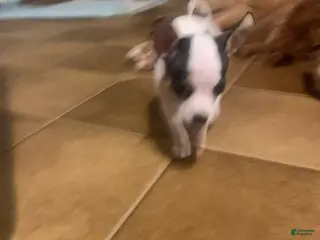 Chihuahua dogs for sale: Pinto - Ad 4