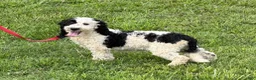 Labradoodle dogs for sale: Oreo - Ad 2