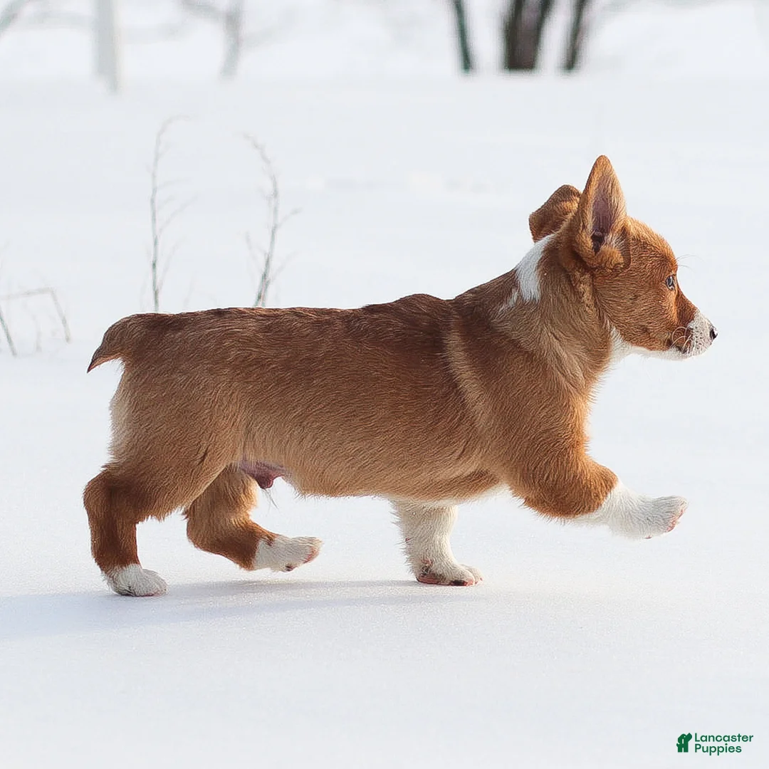 Welsh Corgi Pembroke dogs for sale: Kyler Welsh Corgi Pembroke - Ad 7