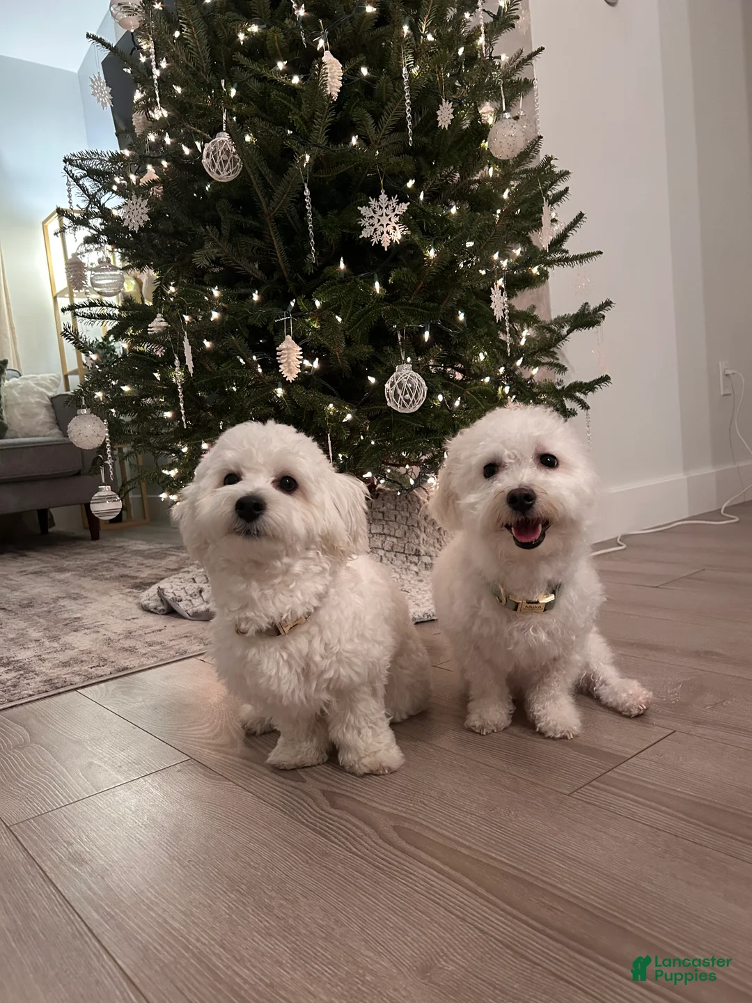 Maltipoo dogs for sale: Borris - Ad 4