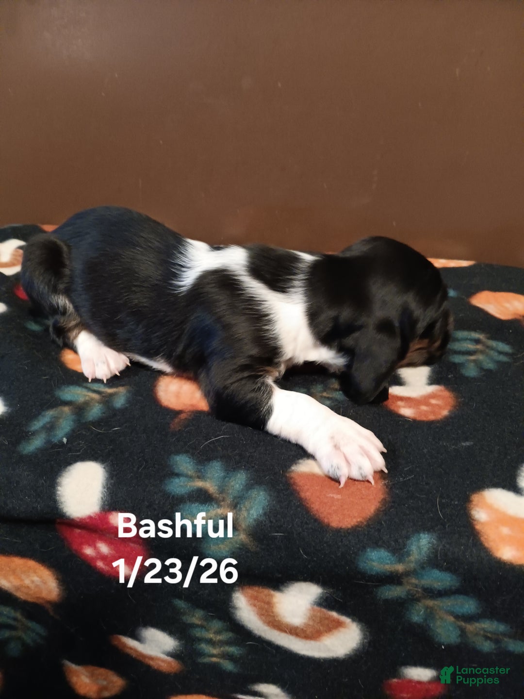 Basset Hound dogs for sale: Bashful - Ad 2