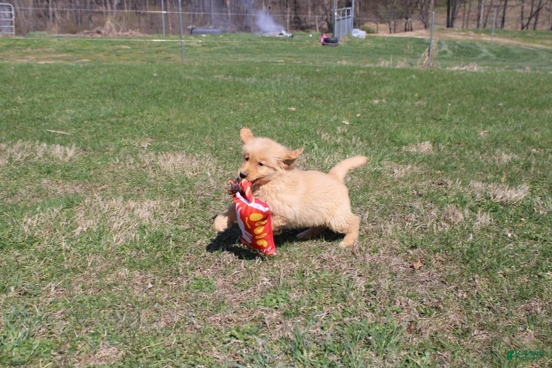 Golden Retriever dogs for sale: Teaspoon - Ad 2