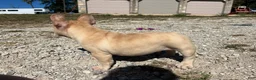 French Bulldog dogs for sale: Buddy - Ad 3