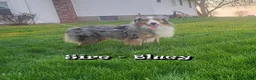 Australian Shepherd dogs for sale: Charlie - Ad 11