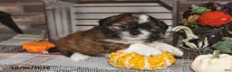 Shih Tzu dogs for sale: Dixon - Ad 10
