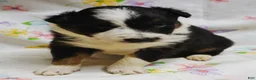 Border Collie dogs for sale: LEA - Ad 1