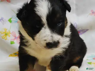 Border Collie dogs LEA - Ad 37