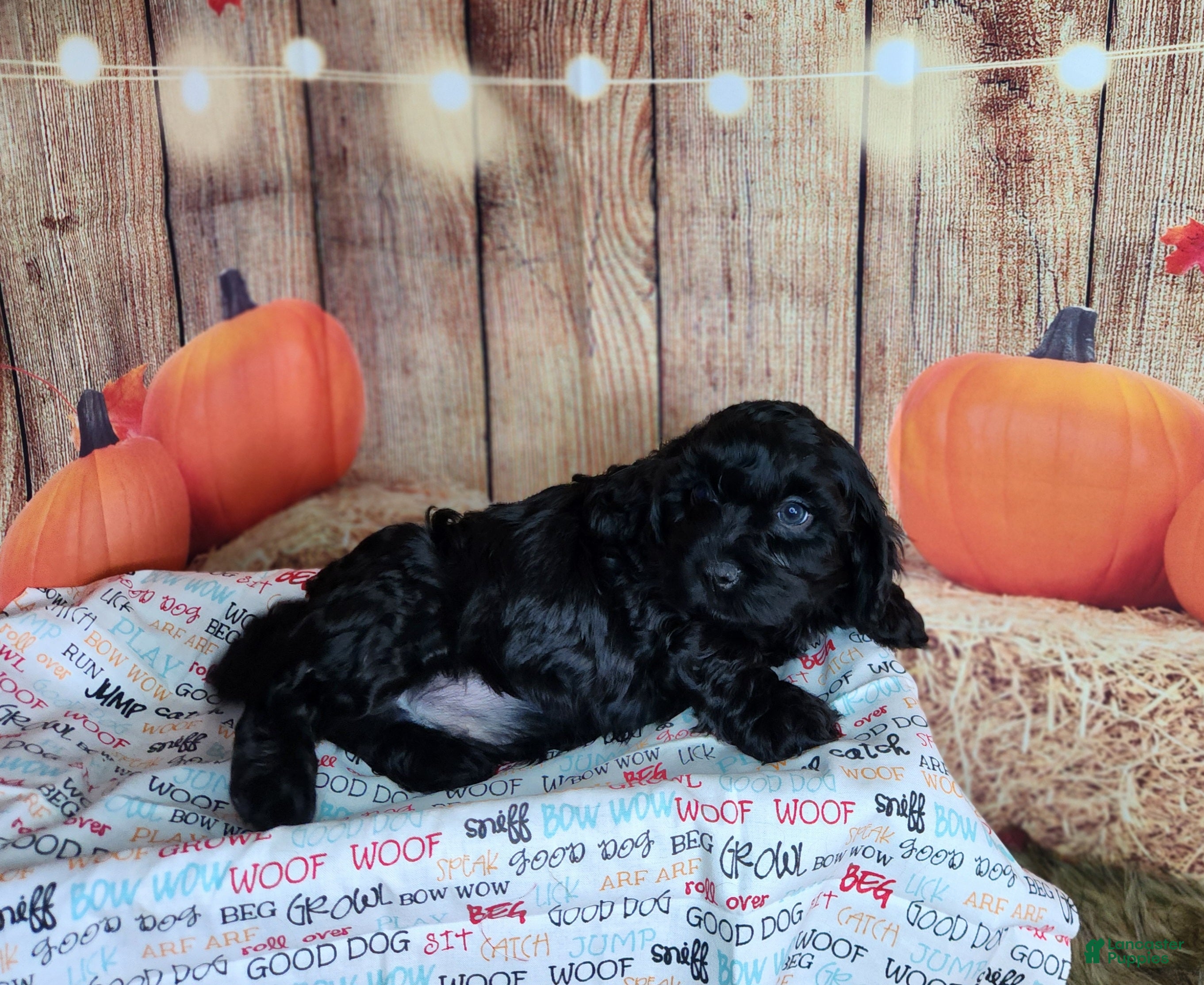Cavapoo dogs for sale: Ollie - Ad 1