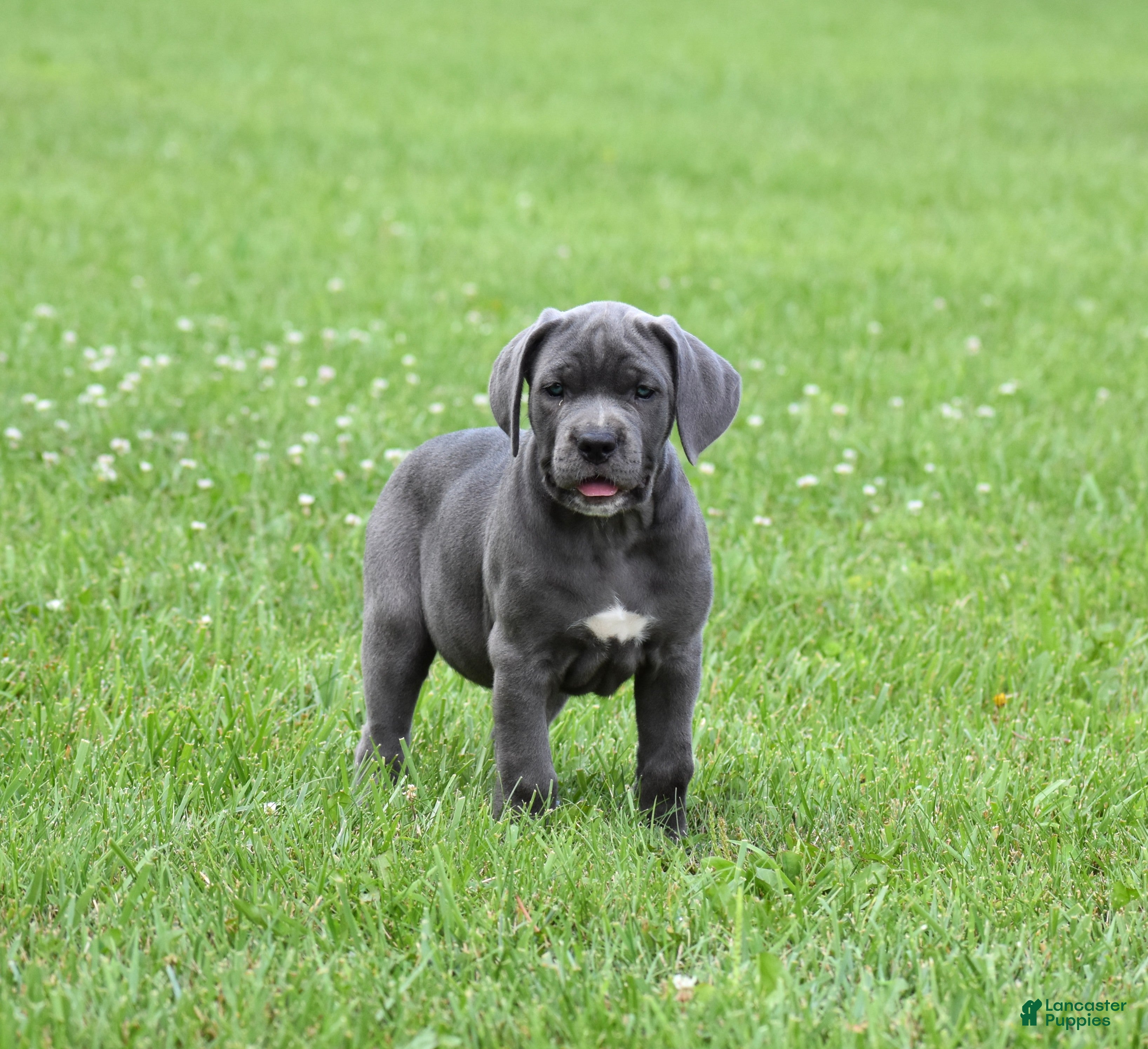 Cane Corso dogs Brooke - Ad 2