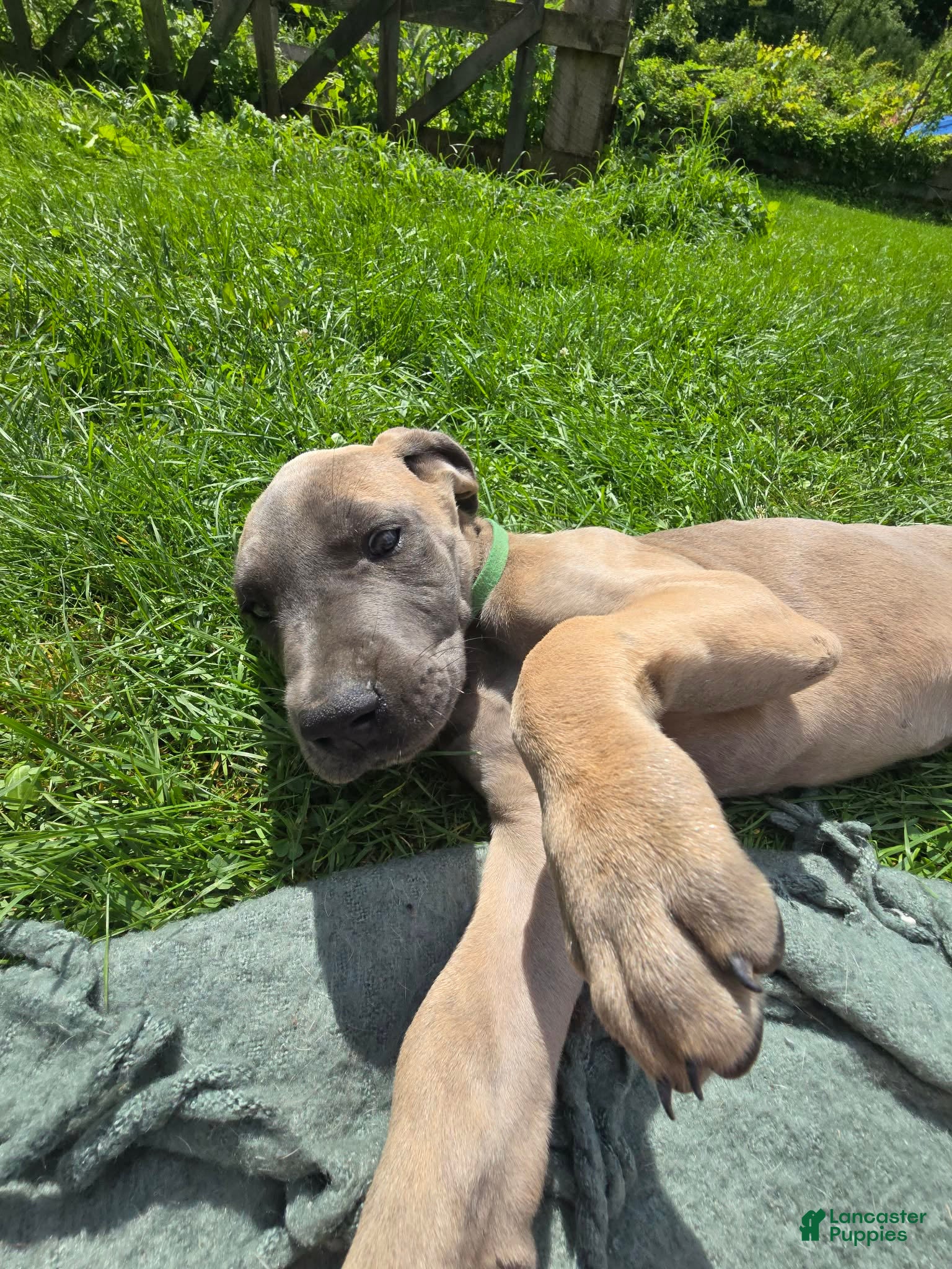 Great Dane dogs Rebel - Ad 23