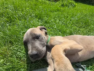 Great Dane dogs Rebel - Ad 27