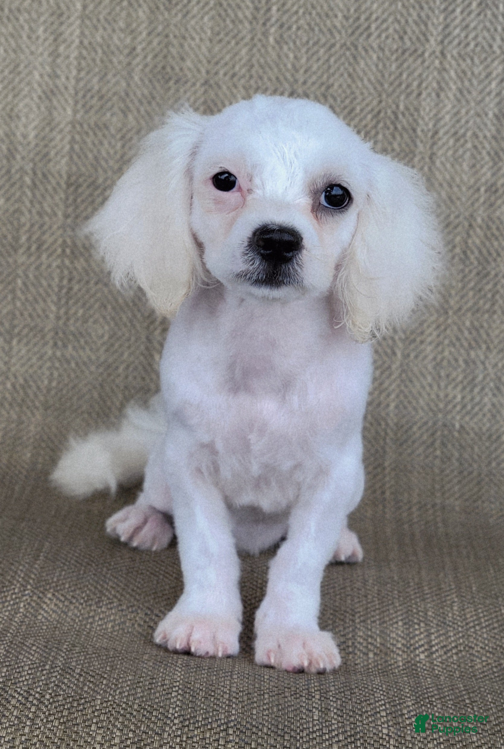 Teddy Bear dogs Pearl - Ad 2
