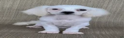 Teddy Bear dogs for sale: Pearl - Ad 2