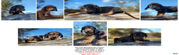 Mixed Breed dogs for sale: Fall 2025 Bloodahoula Male 1 - Ad 2
