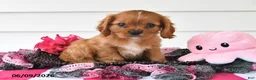 Cavalier King Charles Spaniel dogs for sale: Tony - Ad 5