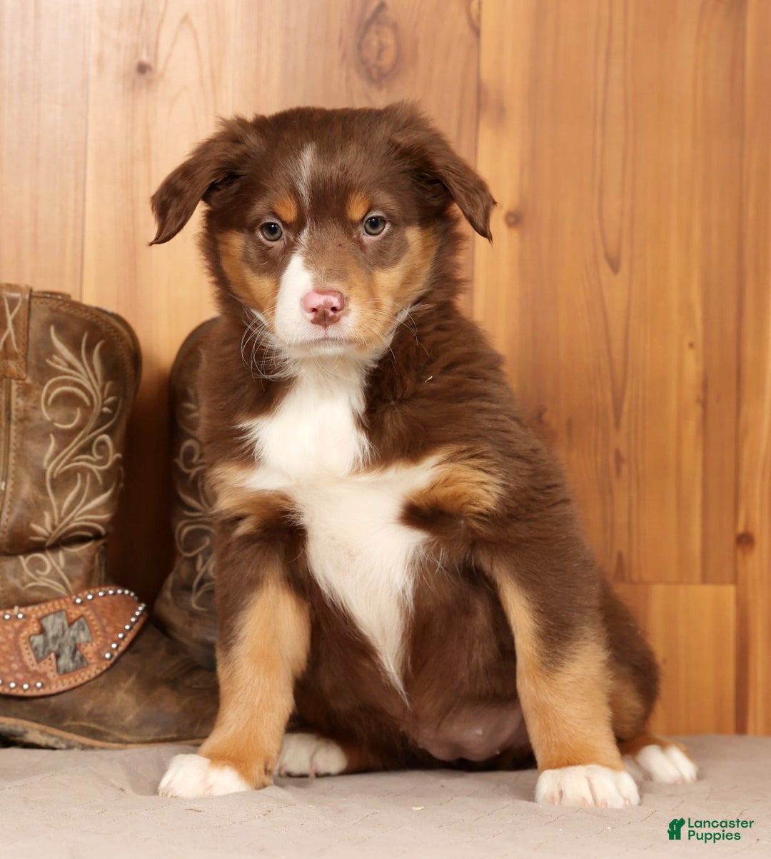 Australian Shepherd dogs for sale: Bella - Ad 2