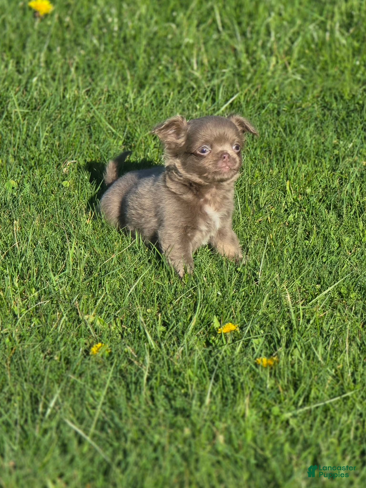 Chihuahua dogs luke - Ad 22