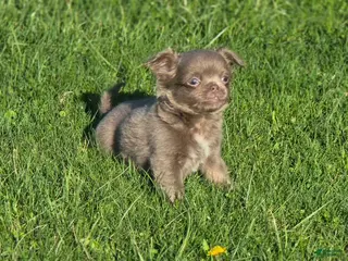 Chihuahua dogs luke - Ad 22