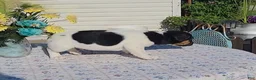 Jack Russell Terrier dogs for sale: Chocolate - Ad 7
