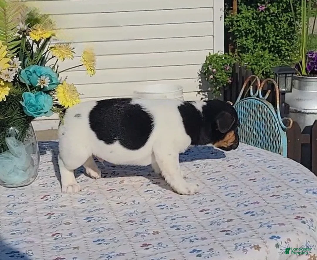 Jack Russell Terrier dogs for sale: Chocolate - Ad 7