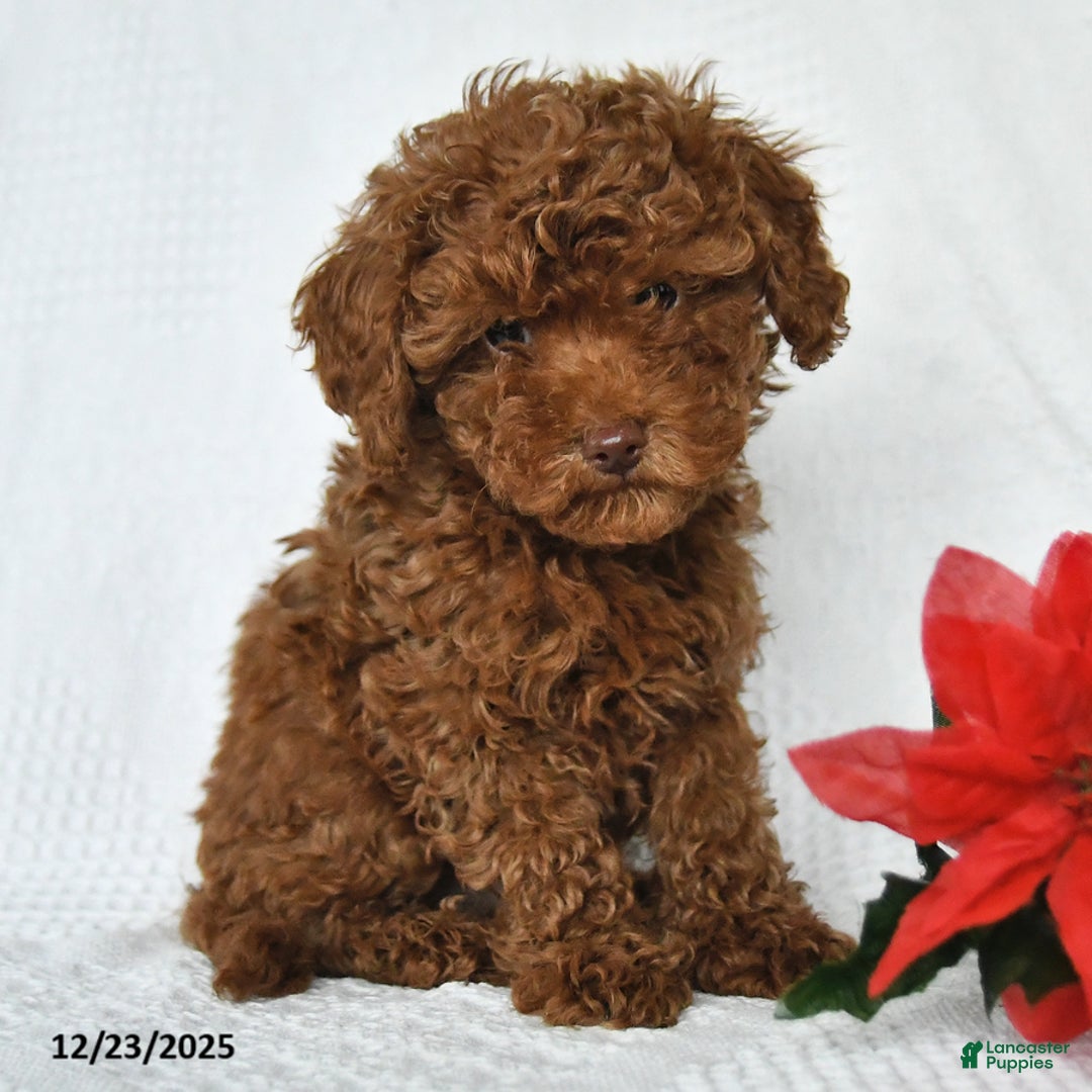 Toy Poodle dogs for sale: Eric - Ad 9