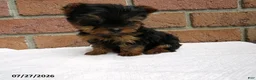 Yorkshire Terrier dogs for sale: Toby - Ad 6