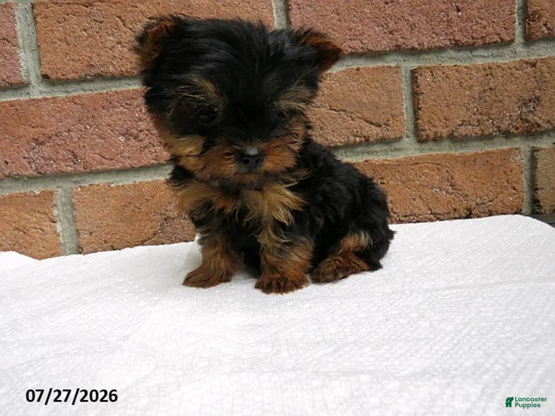 Yorkshire Terrier dogs for sale: Toby - Ad 6