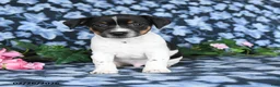 Jack Russell Terrier dogs for sale: Asher - Ad 2