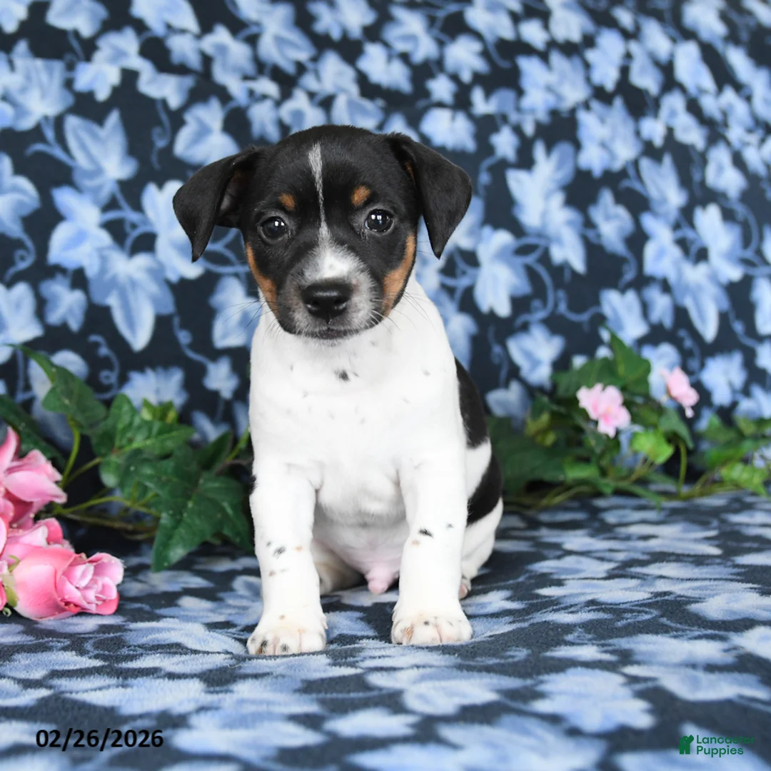 Jack Russell Terrier dogs for sale: Asher - Ad 2