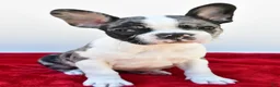 Frenchton dogs for sale: Bella  - Ad 11