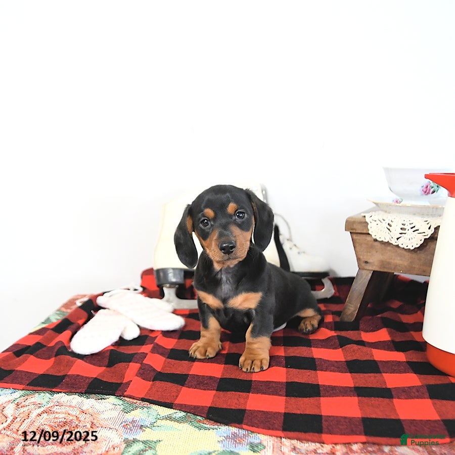 Miniature Dachshund dogs Lucky - Ad 20