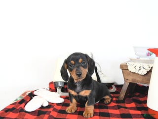 Miniature Dachshund dogs Lucky - Ad 33