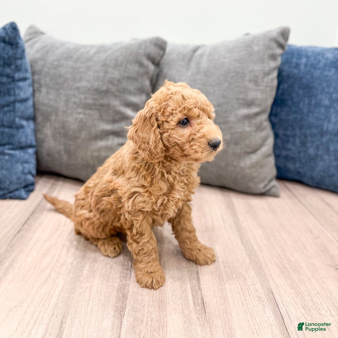Goldendoodle dogs for sale: Betty - Ad 9