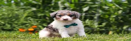 Mini Bernedoodle dogs for sale: Grady - Ad 3