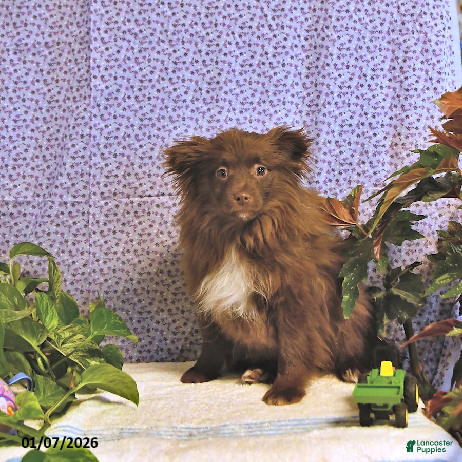 Mixed Breed dogs Darby - Ad 2