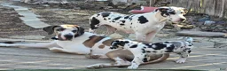 Great Dane dogs for sale: Ajax - Ad 2