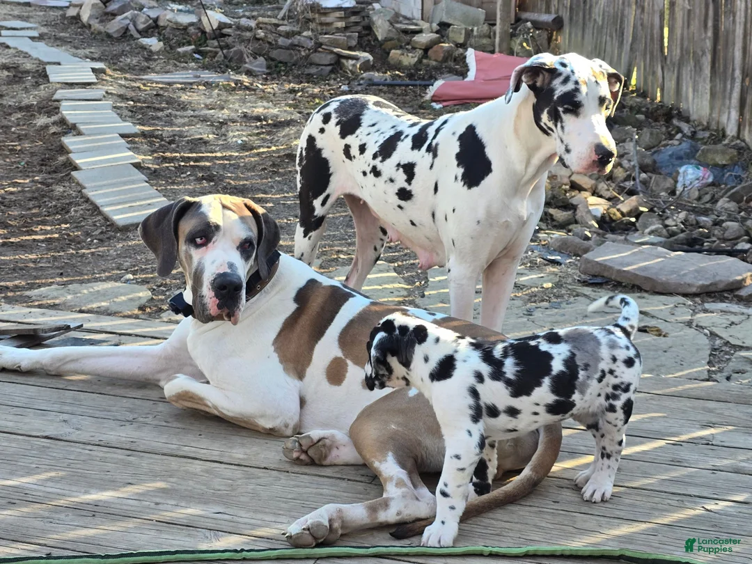 Great Dane dogs for sale: Ajax - Ad 2