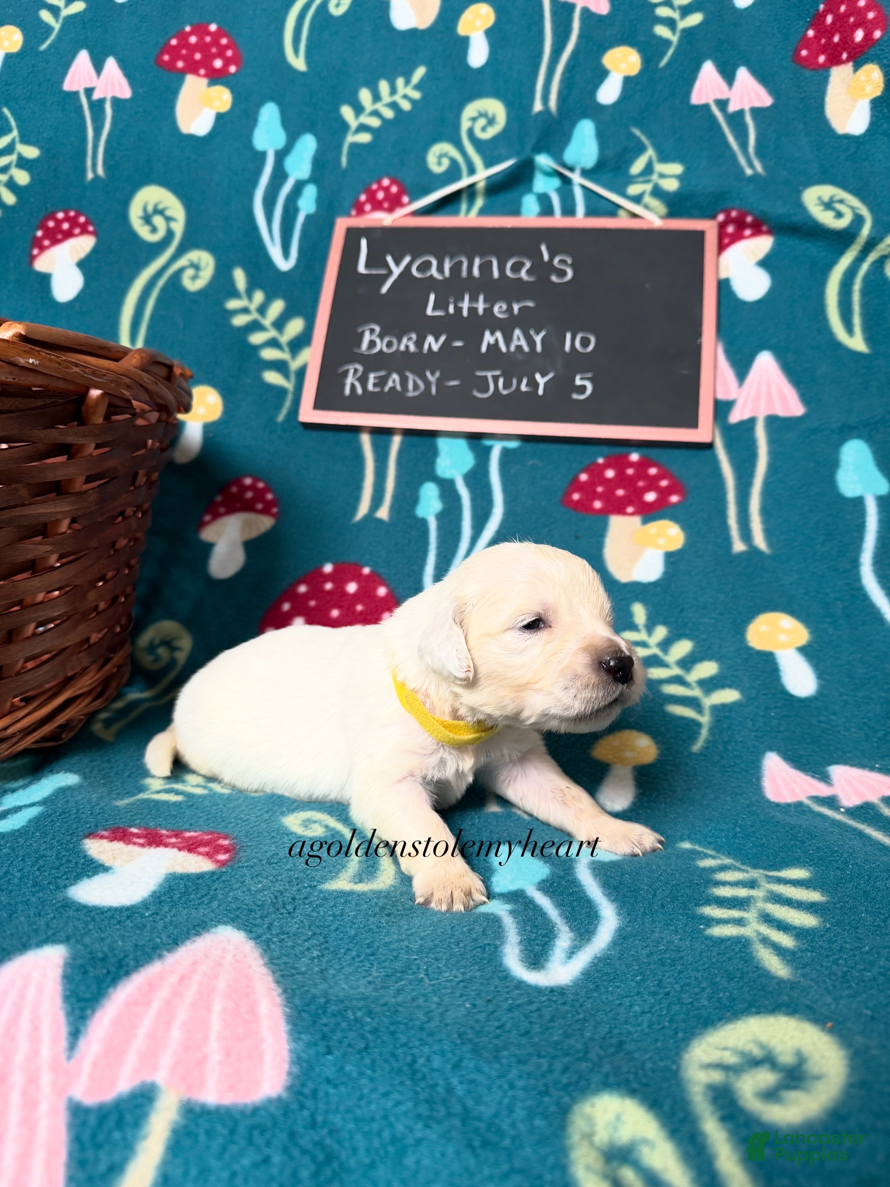 Golden Retriever dogs Matilda  - Ad 2