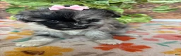 Pomapoo dogs for sale: Pomapoo 2 - Ad 5