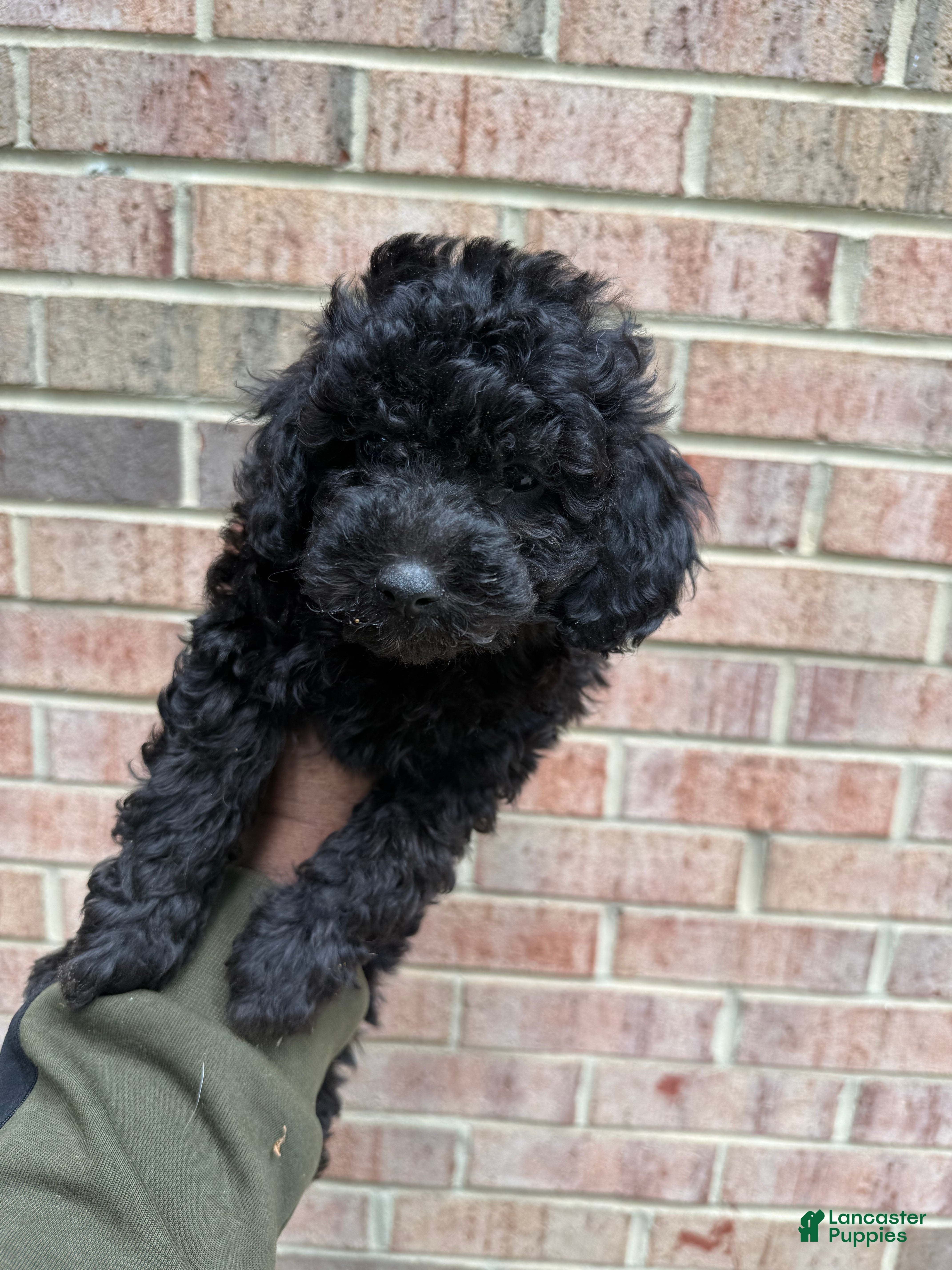 Toy Poodle dogs Toy Poodle Puppy 2 - Ad 15