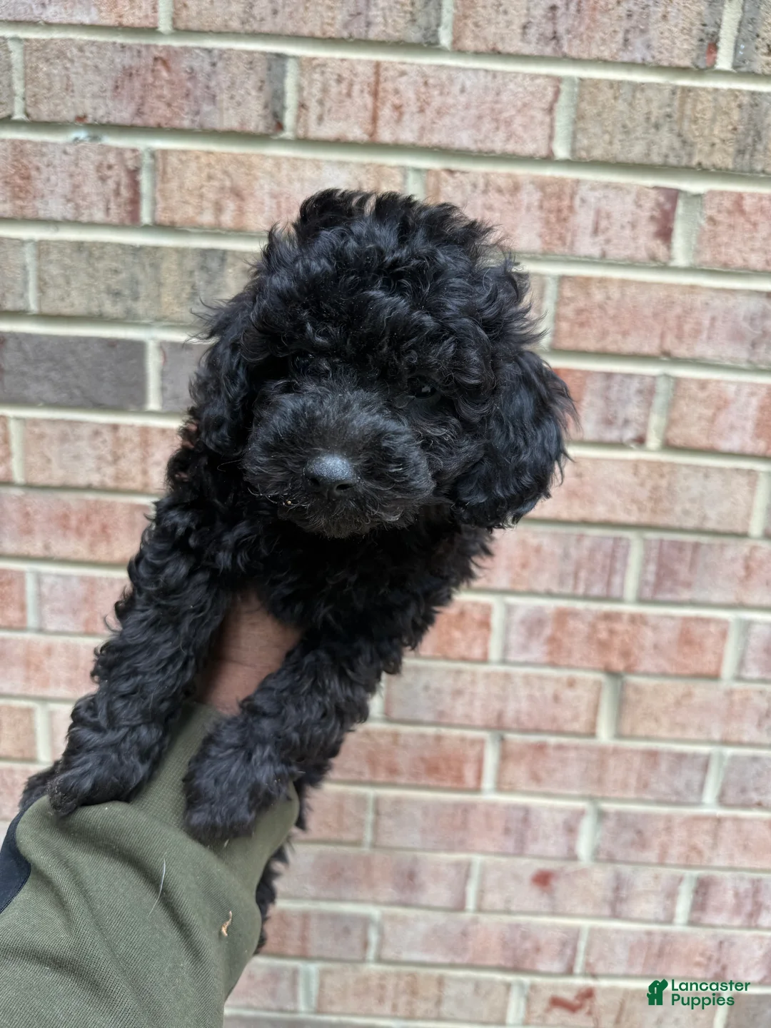 Toy Poodle dogs for sale: Toy Poodle Puppy 2 - Ad 1