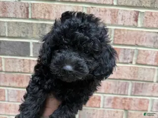 Toy Poodle dogs Toy Poodle Puppy 2 - Ad 15