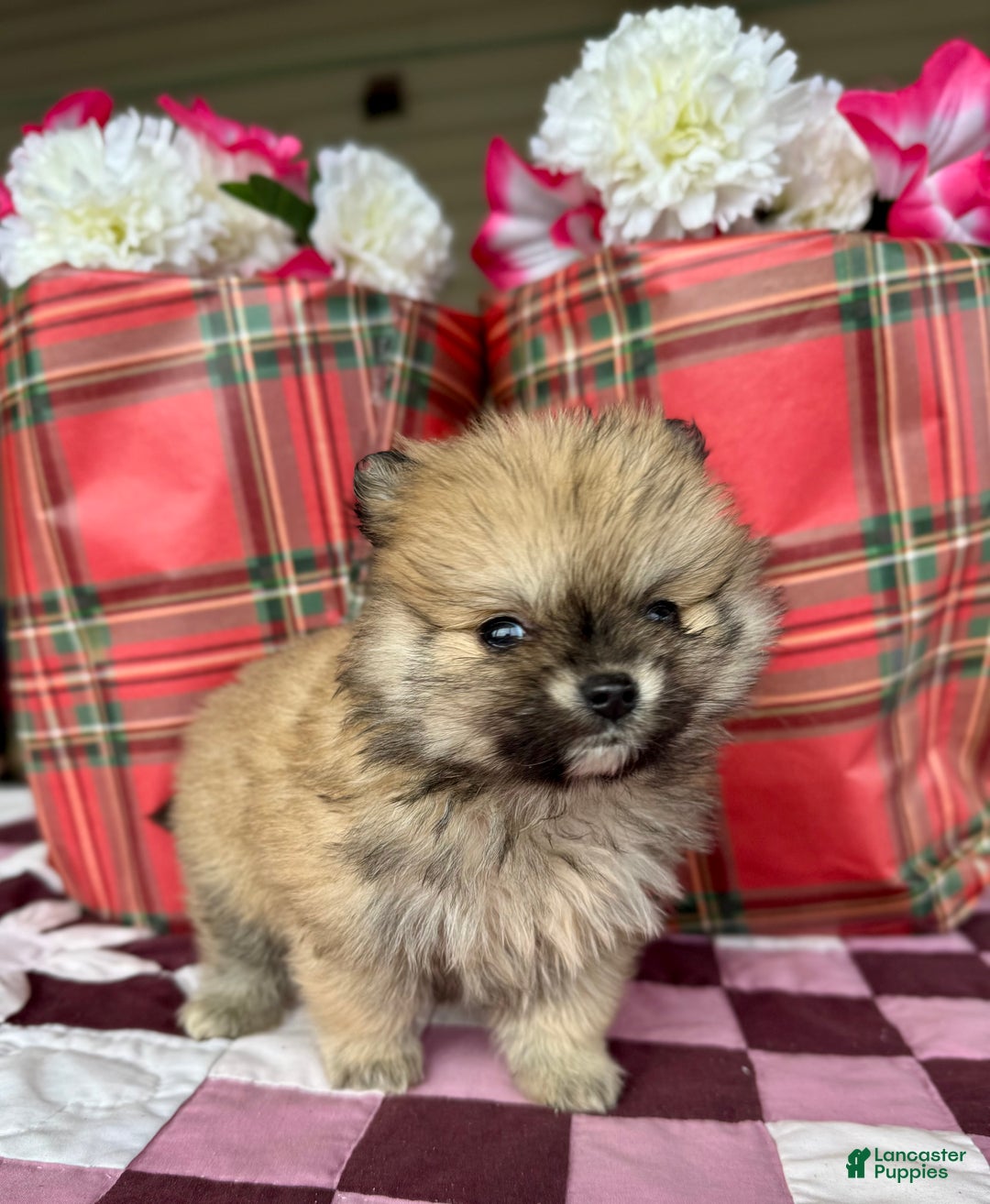 Pomeranian dogs for sale: Chestnut - Ad 5