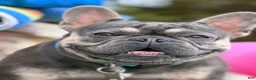 French Bulldog dogs for stud: Rocky Stud Services - Ad 3