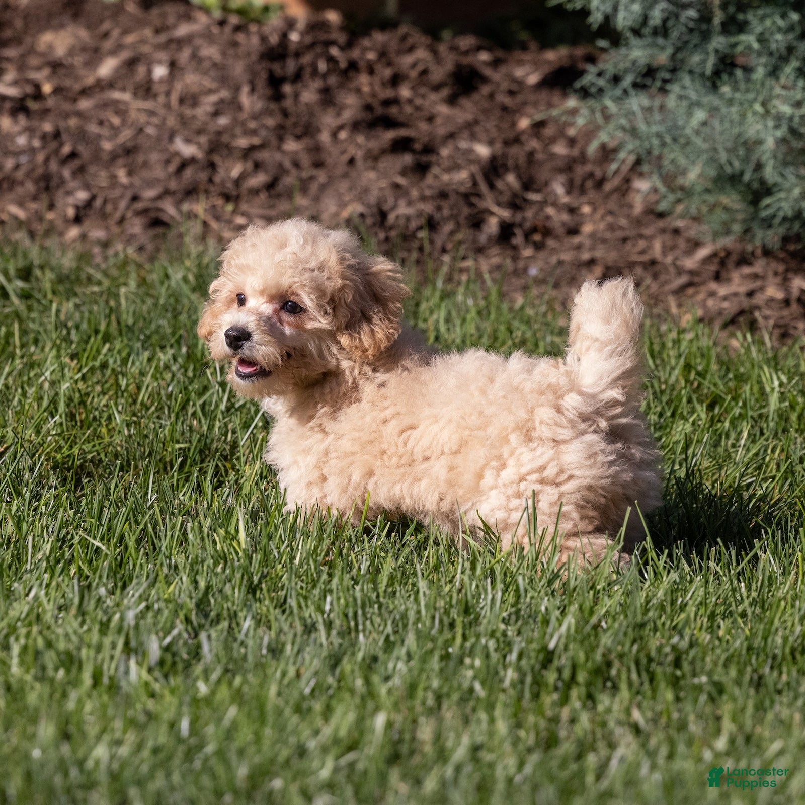 Bichpoo dogs Coach - Ad 1