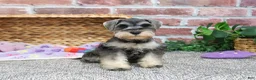 Miniature Schnauzer dogs for sale: Maria  - Ad 4